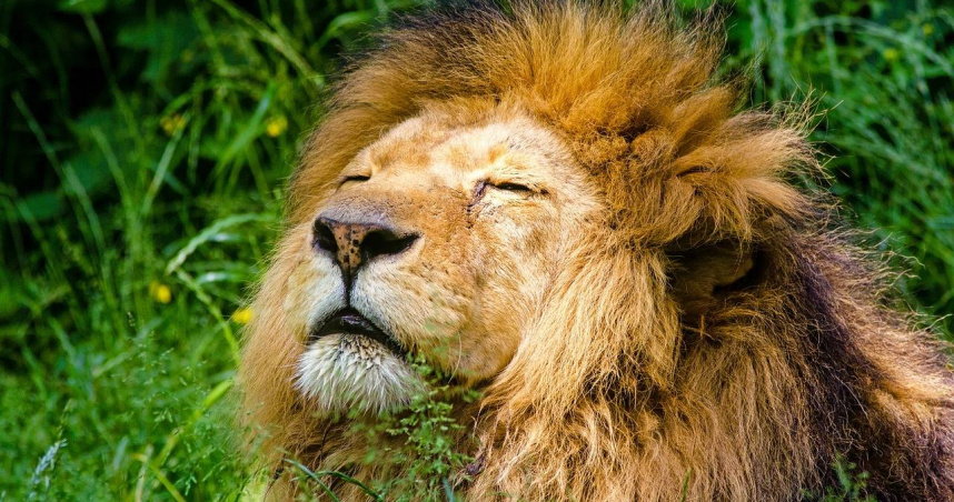 日本動物園發生死亡事件　飼養員疑遭獅子攻擊「慘死籠內血泊中」